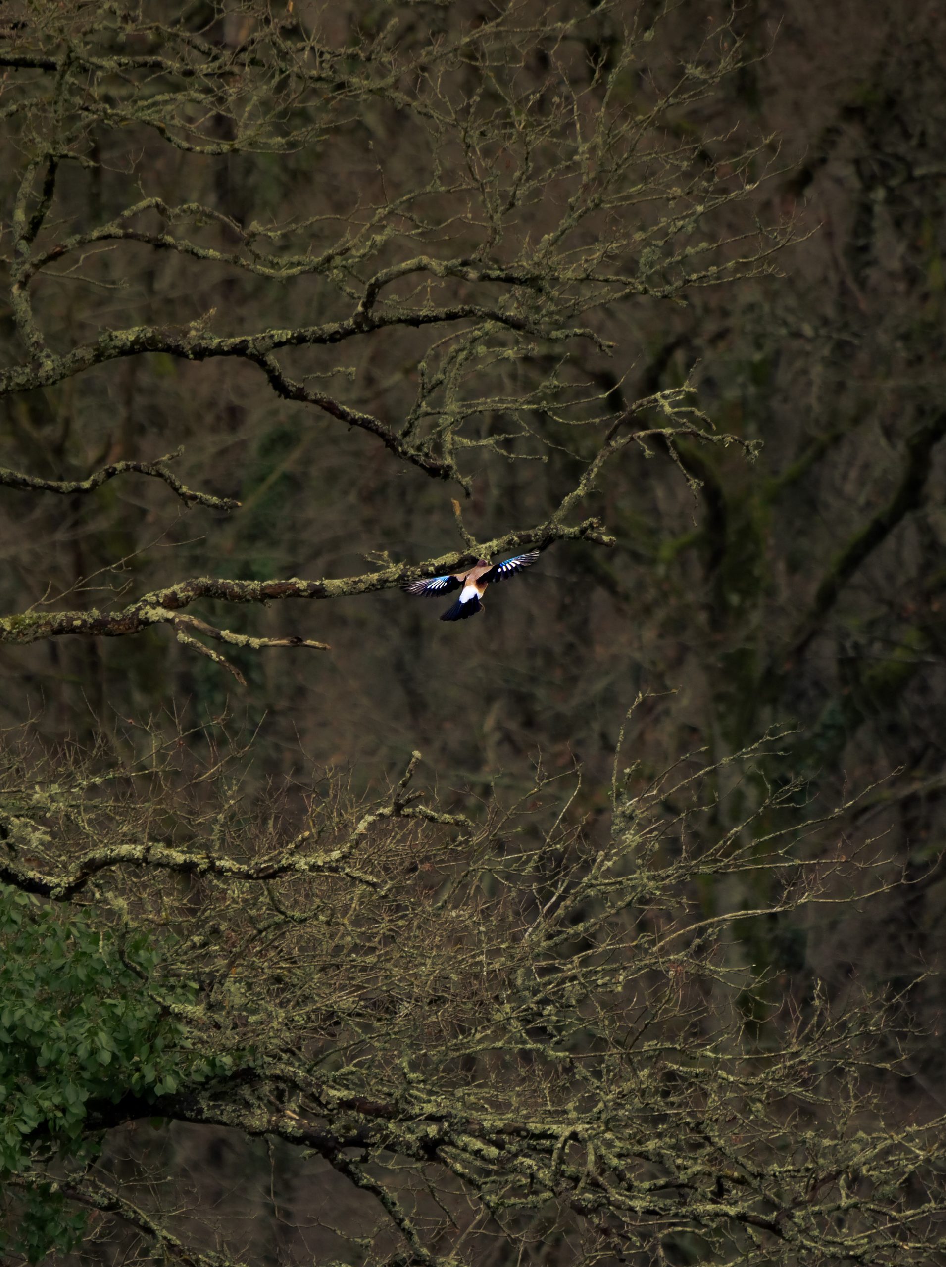 Lumière traversant les branches d’une forêt